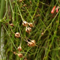 Russelia equisetiformis Schltdl. & Cham.
